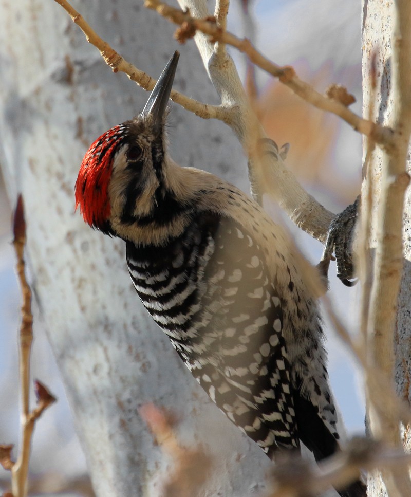 Nuttall's x Ladder-backed Woodpecker (hybrid) - ML42328341