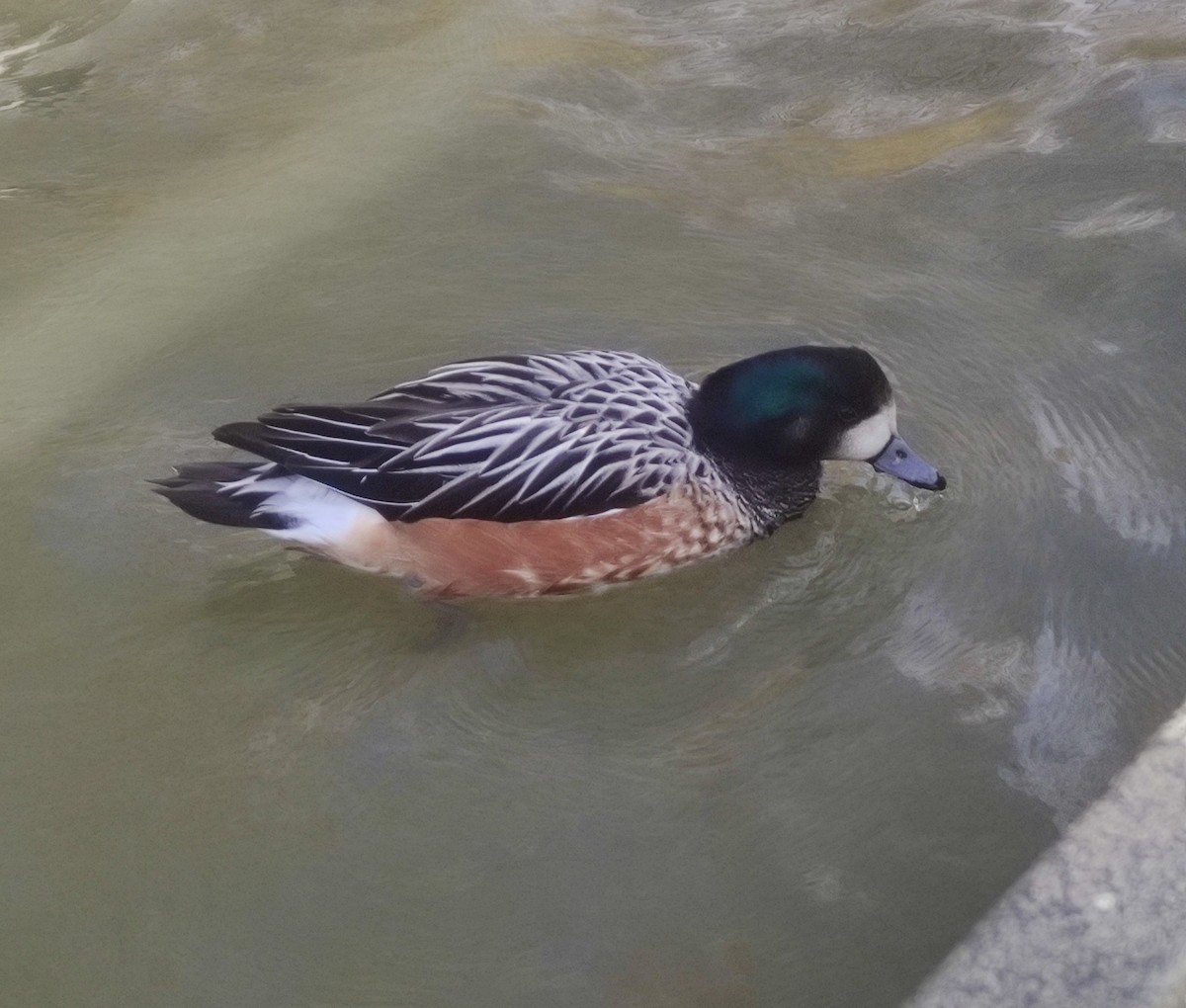 Chiloe Wigeon - ML423283841
