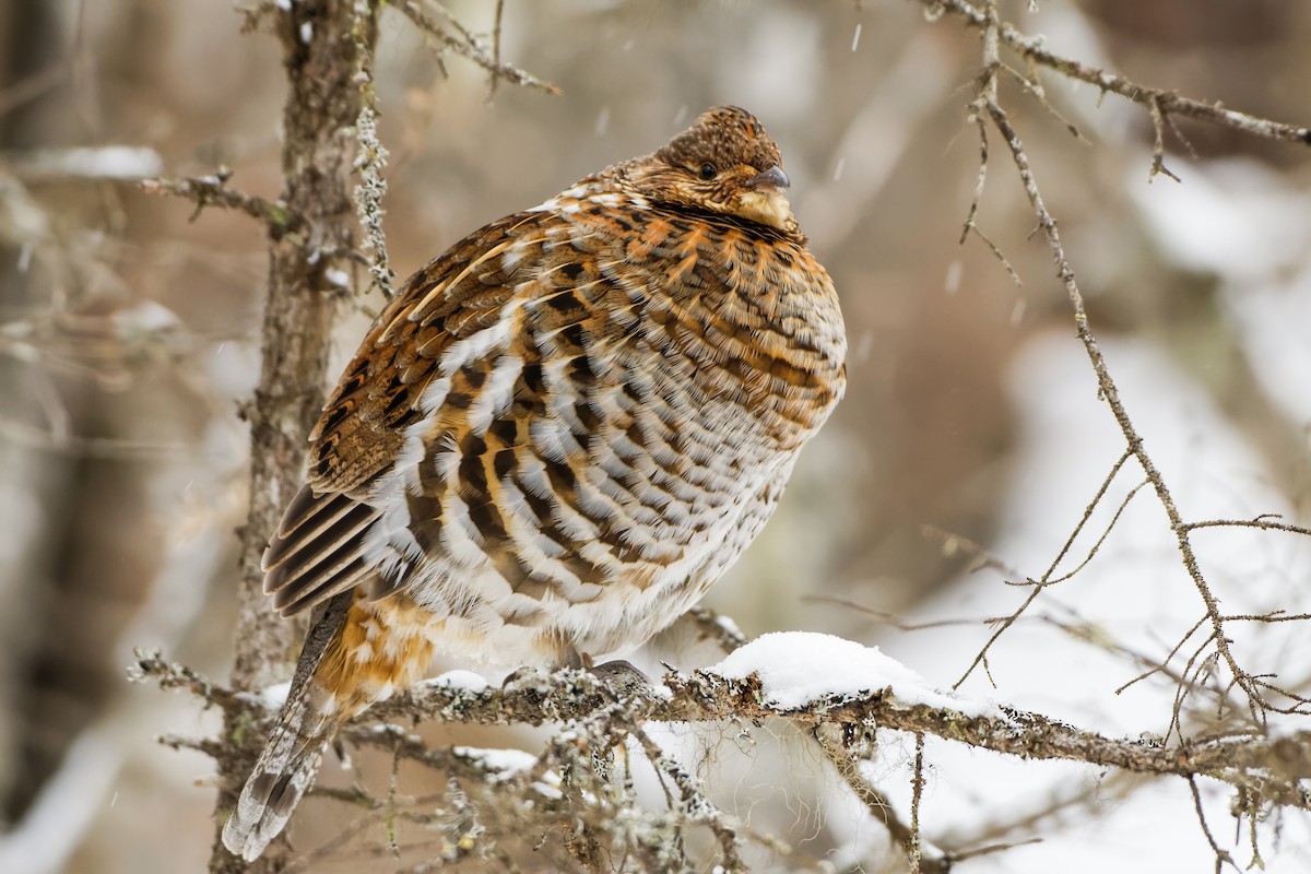 Ruffed Grouse - ML423284381