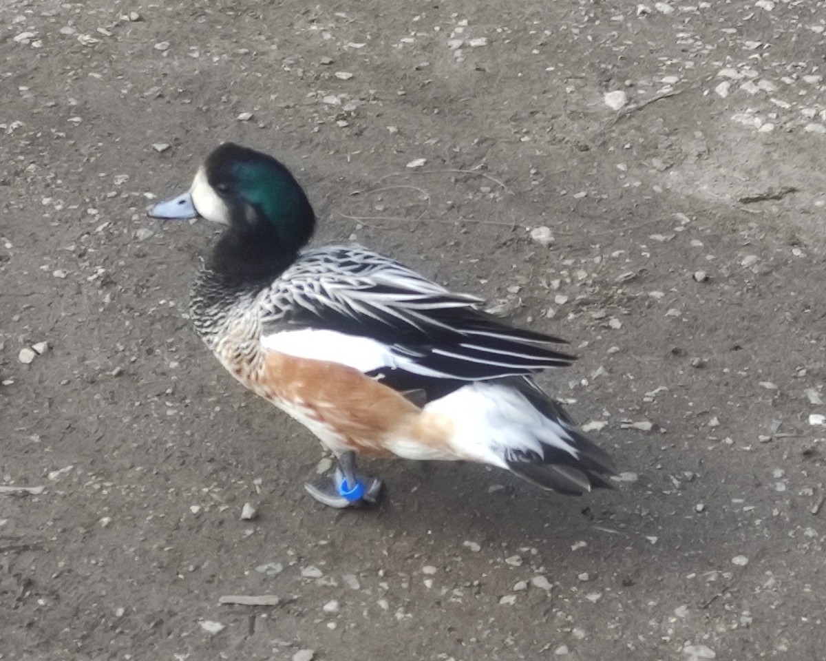 Chiloe Wigeon - ML423284641
