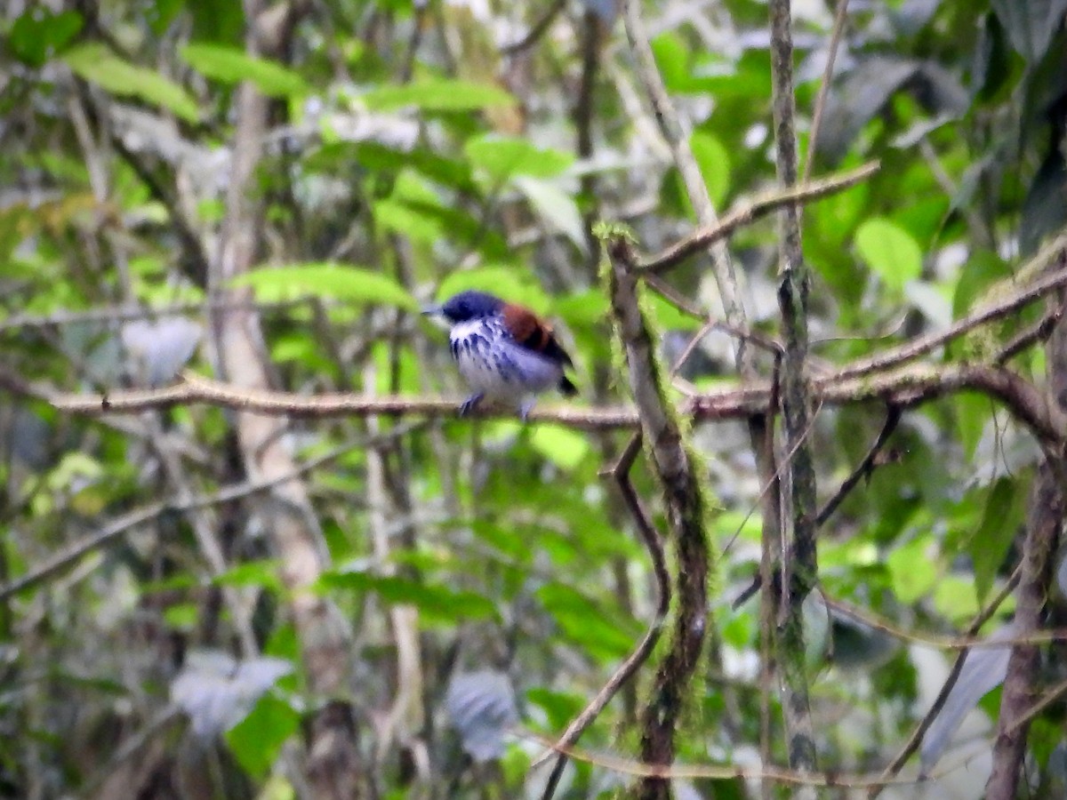 Spotted Antbird - ML423285201