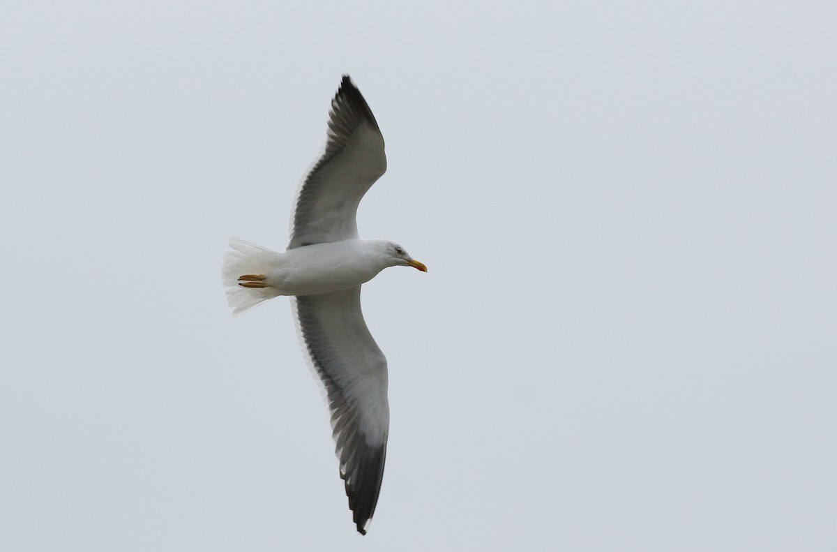 Lesser Black-backed Gull - ML423285551