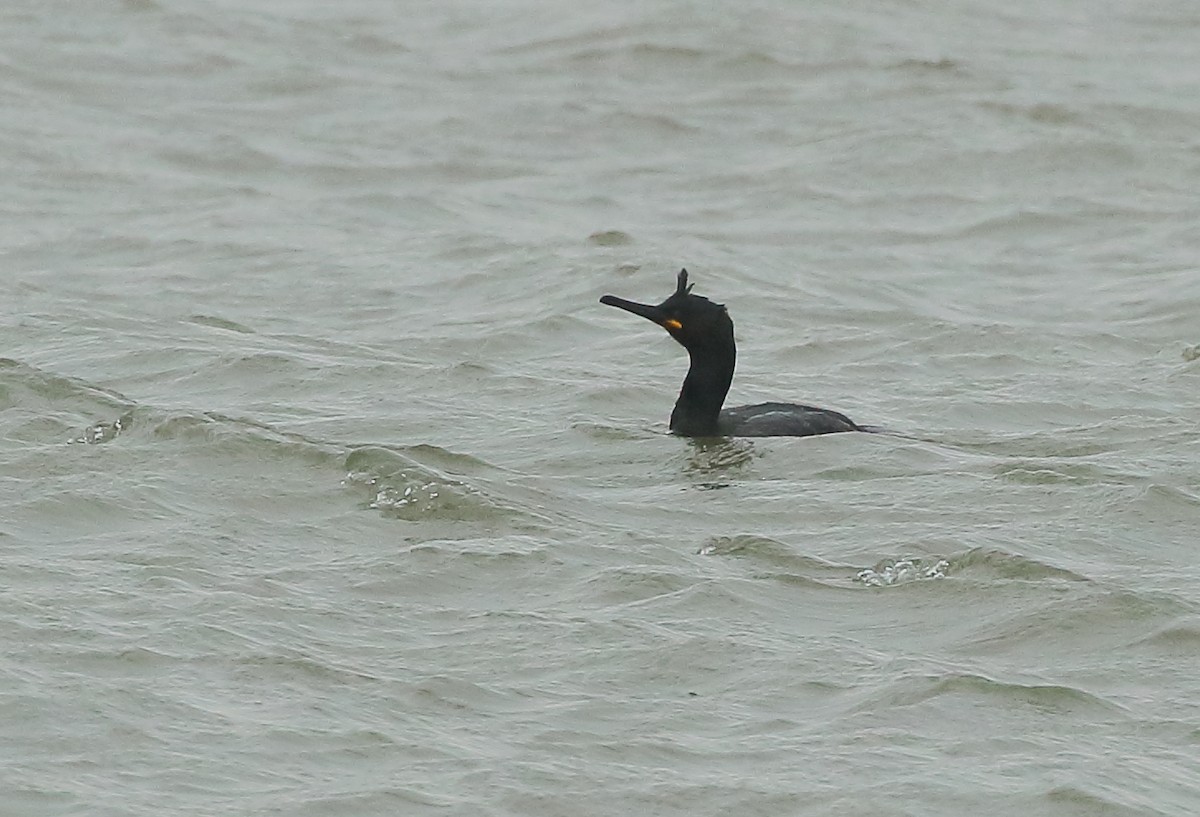 Cormorán Moñudo - ML423285621