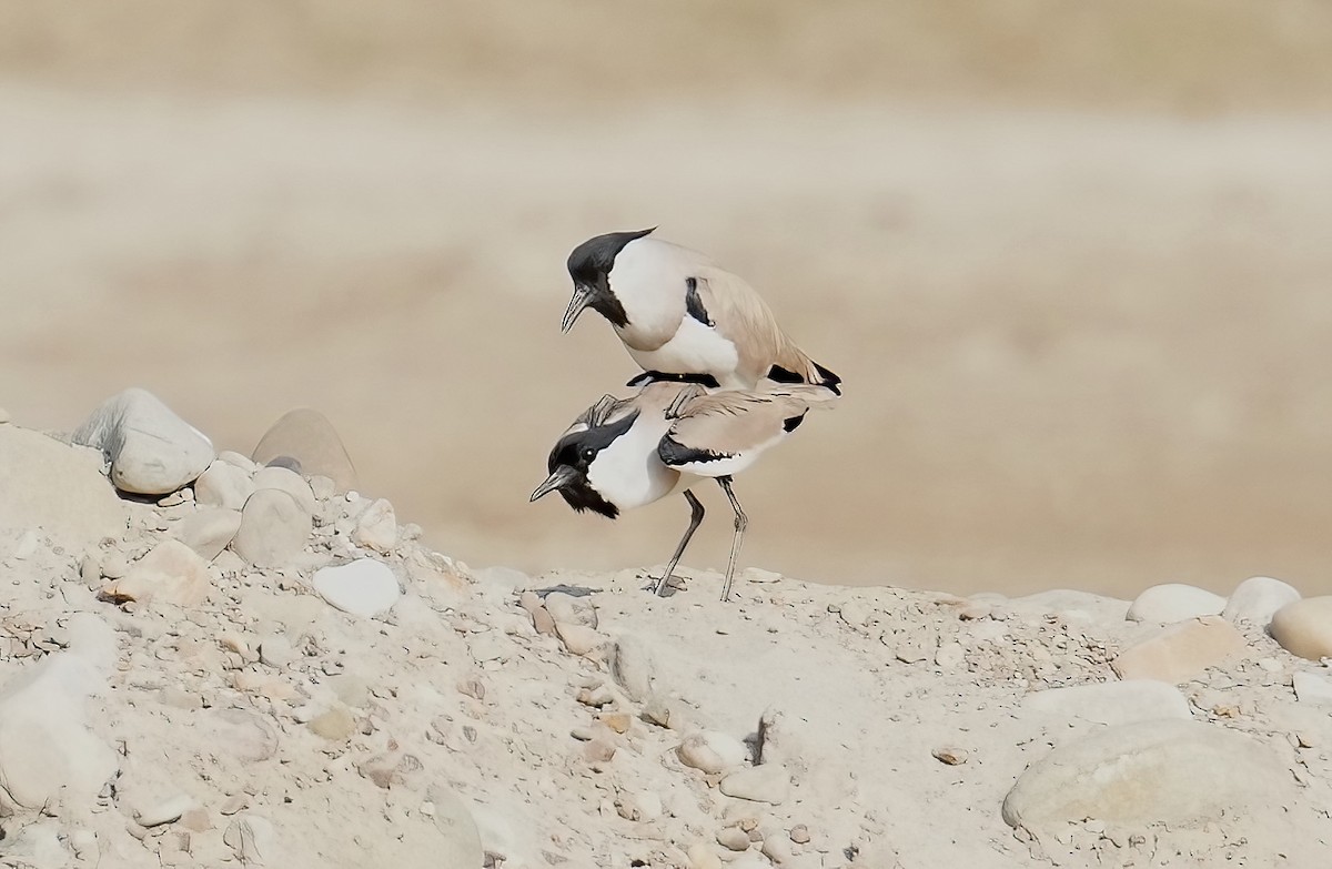 River Lapwing - ML423285701