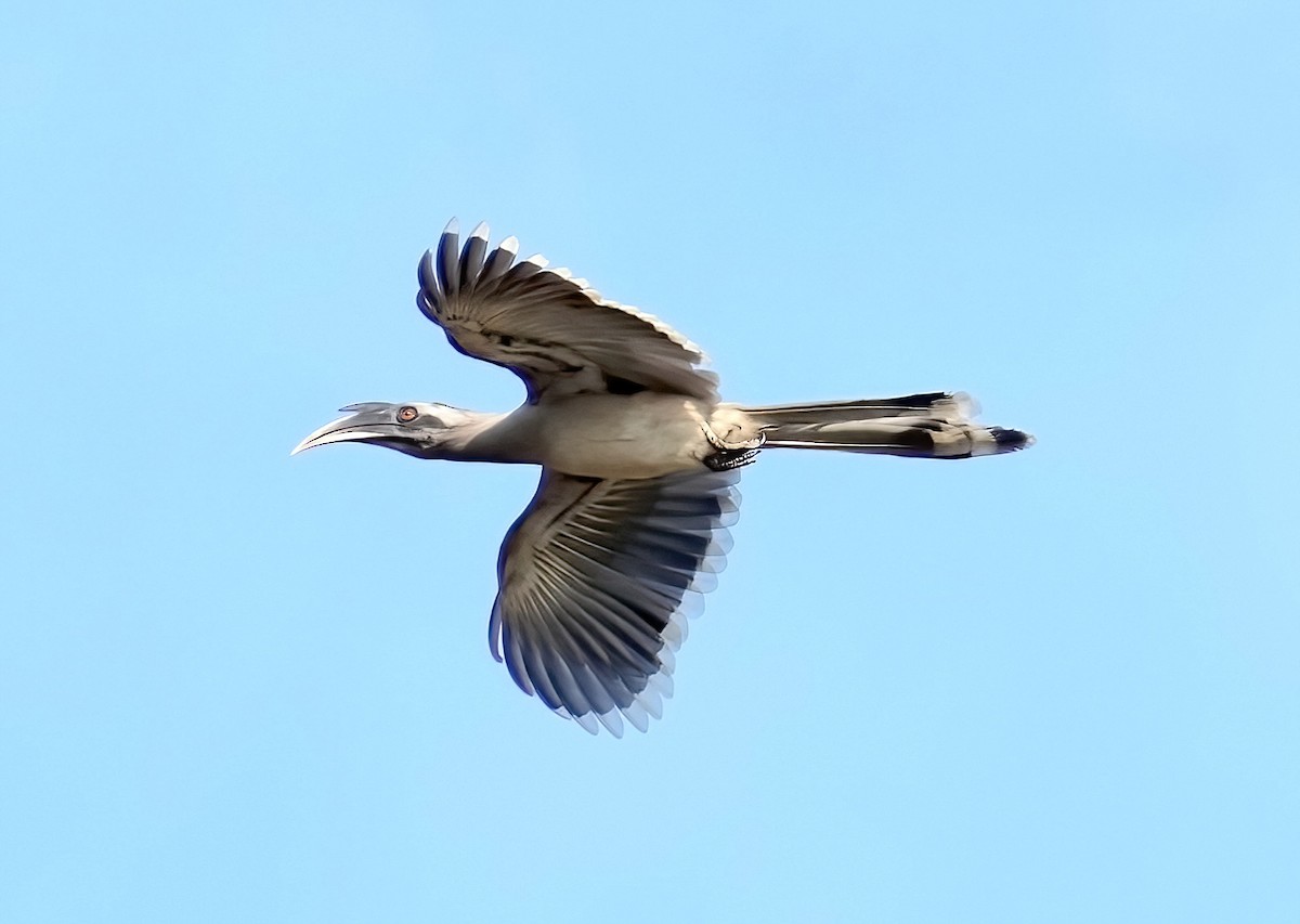 Indian Gray Hornbill - ML423285821