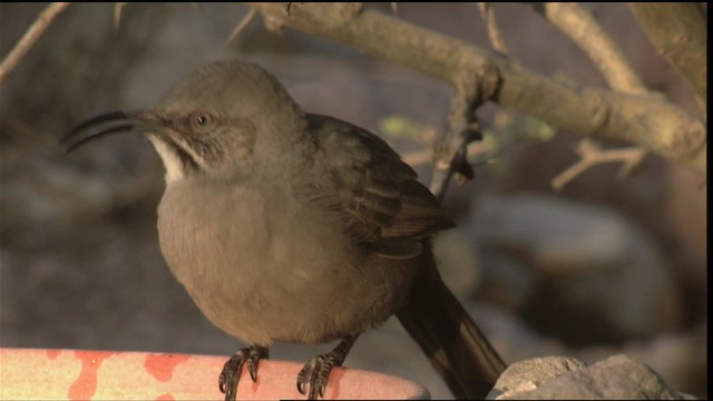 Crissal Thrasher - ML423286