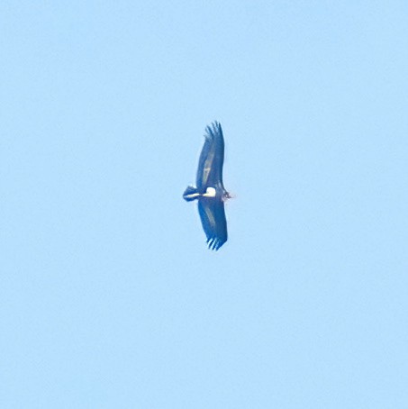 Red-headed Vulture - ML423286041