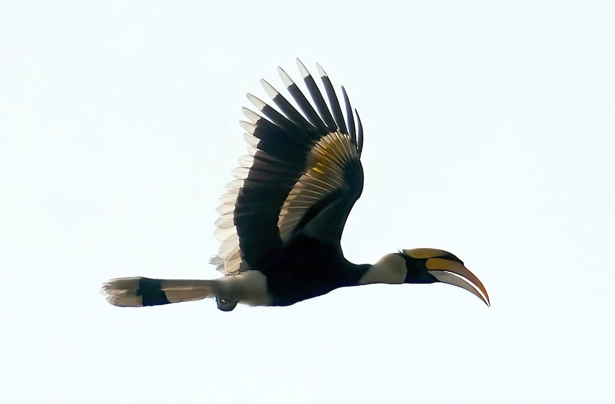 Great Hornbill - ML423286231