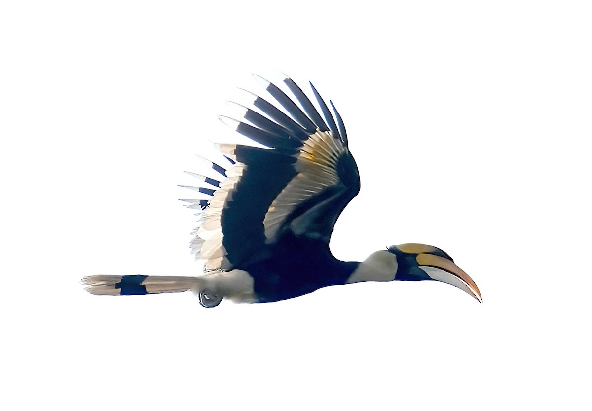 Great Hornbill - Sudip Simha