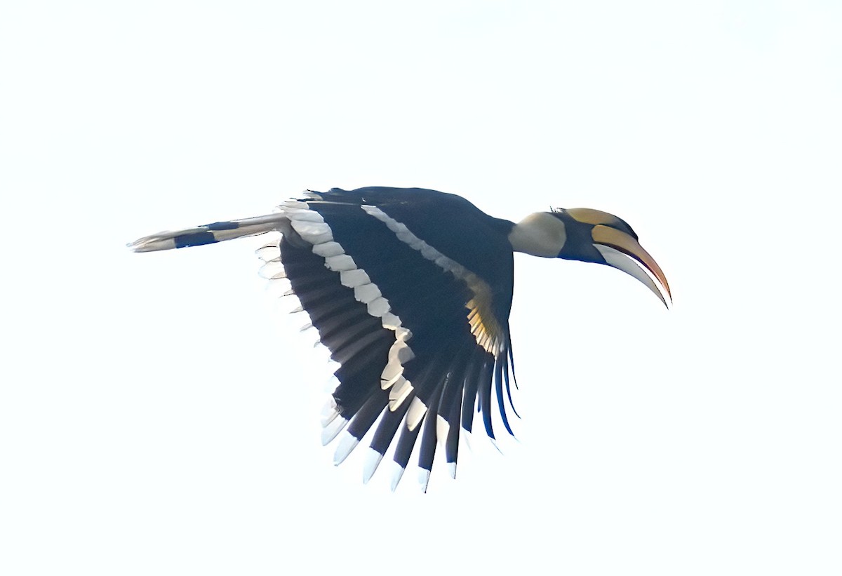 Great Hornbill - ML423286281