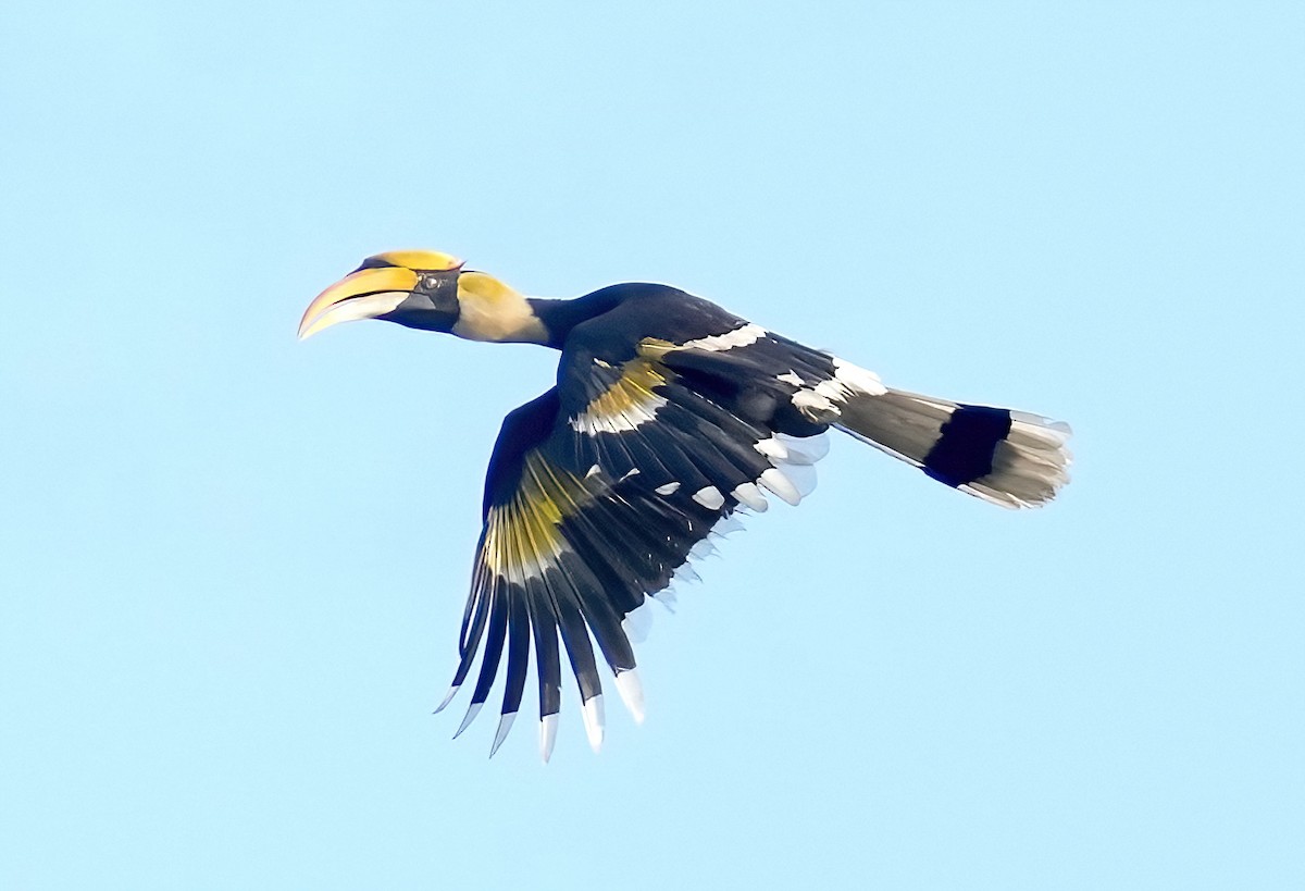 Great Hornbill - ML423286311