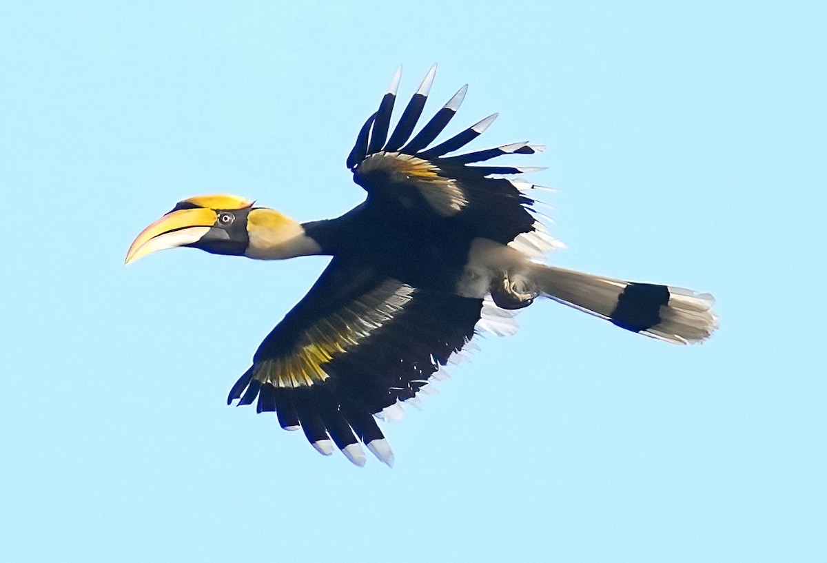 Great Hornbill - ML423286321