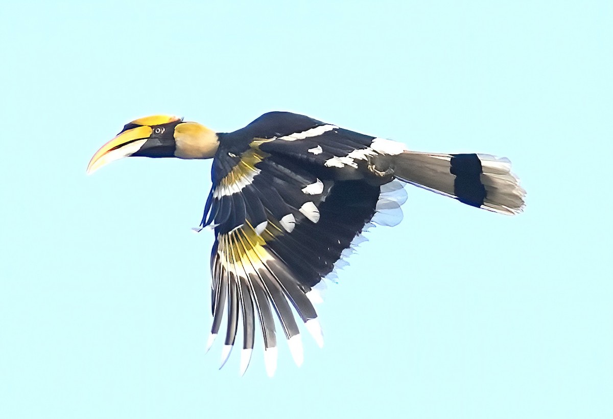 Great Hornbill - ML423286371