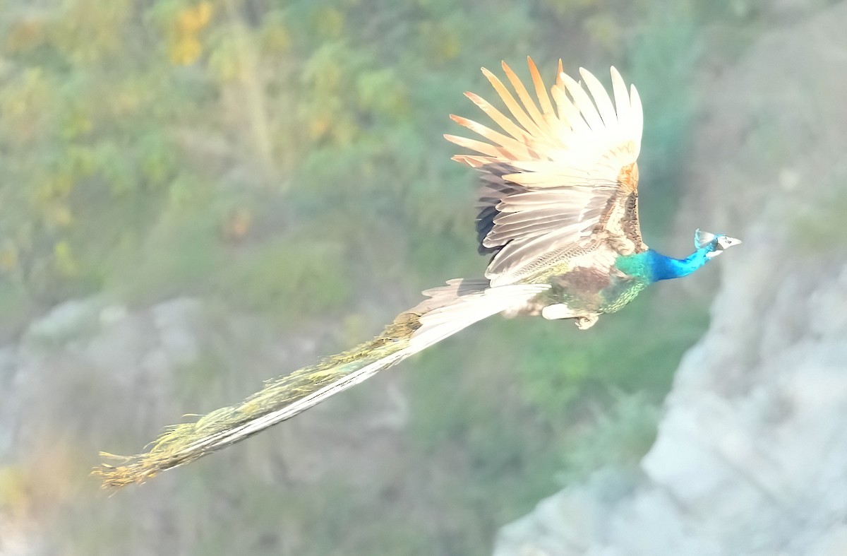 Indian Peafowl - ML423286441