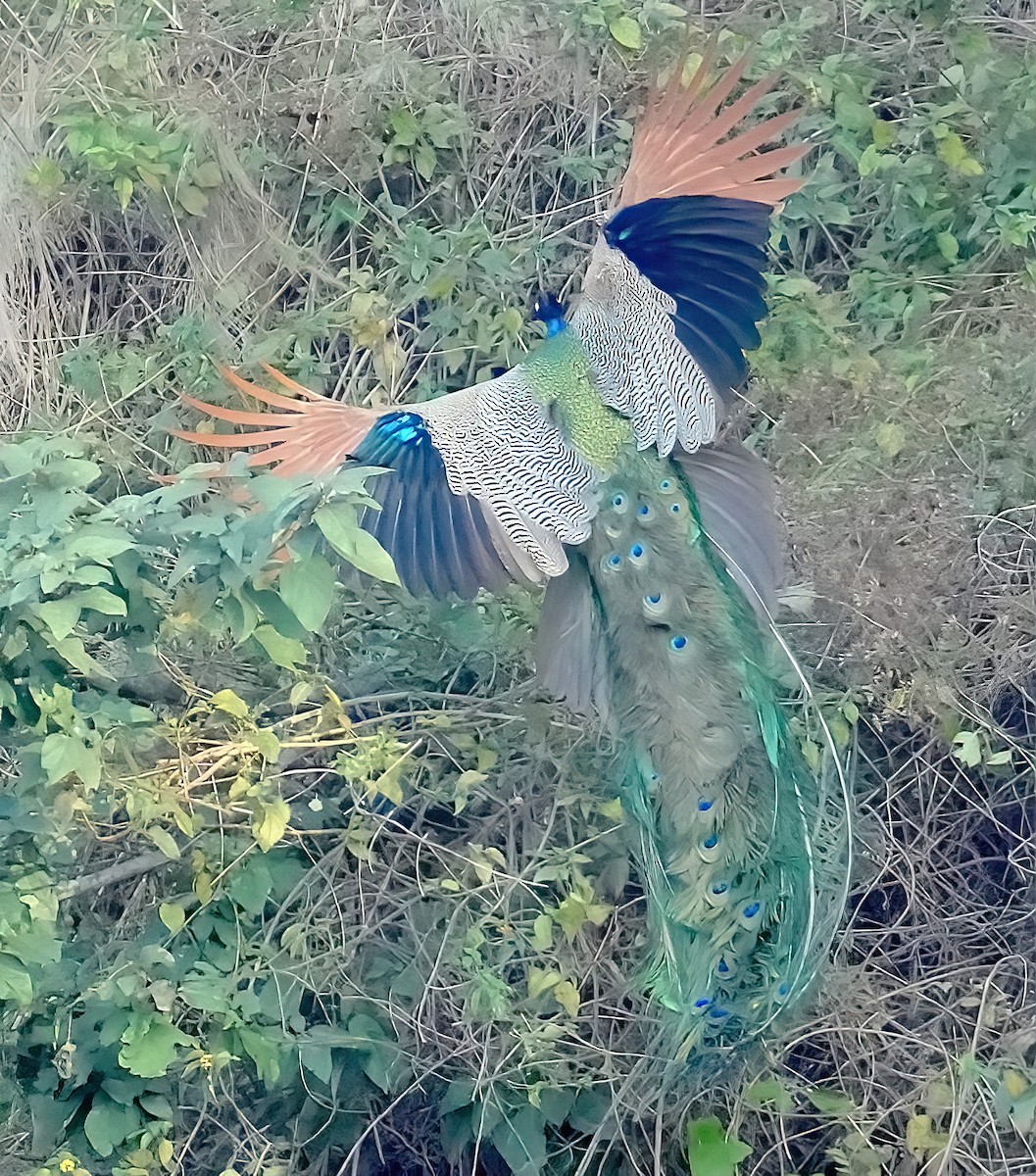 Indian Peafowl - Sudip Simha