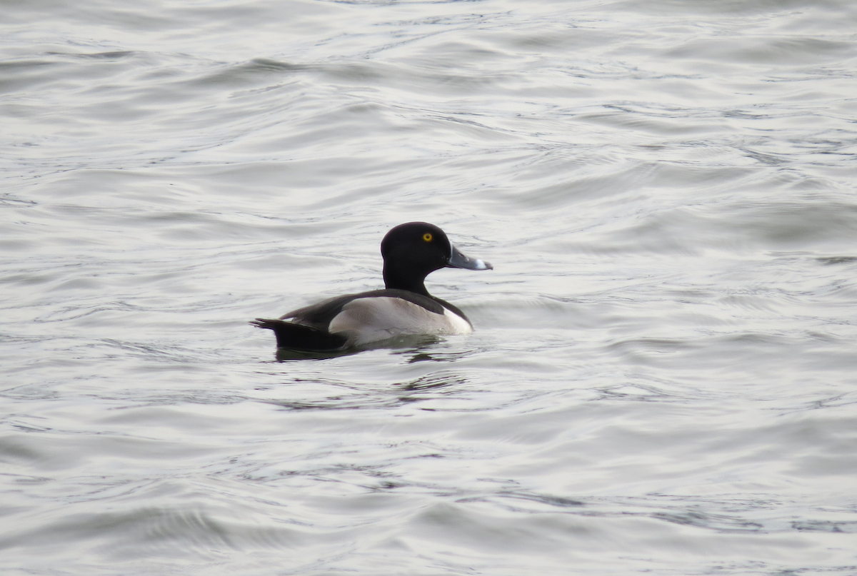Ring-necked Duck - ML42328751