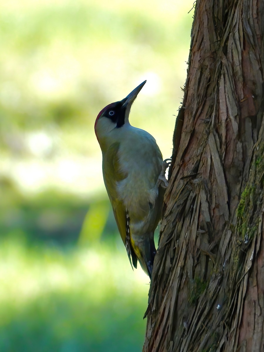 Grünspecht - ML423287961