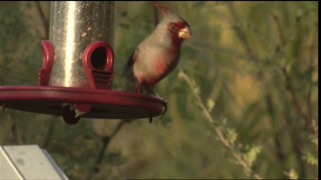 Cardinal pyrrhuloxia - ML423288