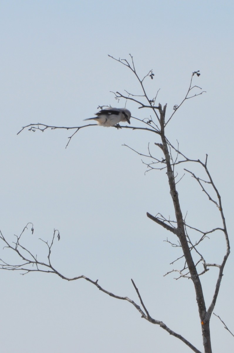 Northern Shrike - ML423288221