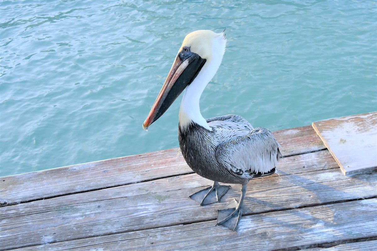 Brown Pelican - ML423288361