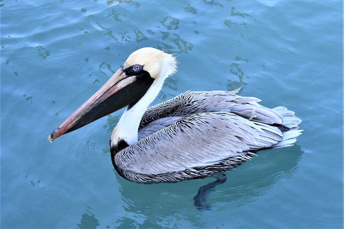 Brown Pelican - ML423288421