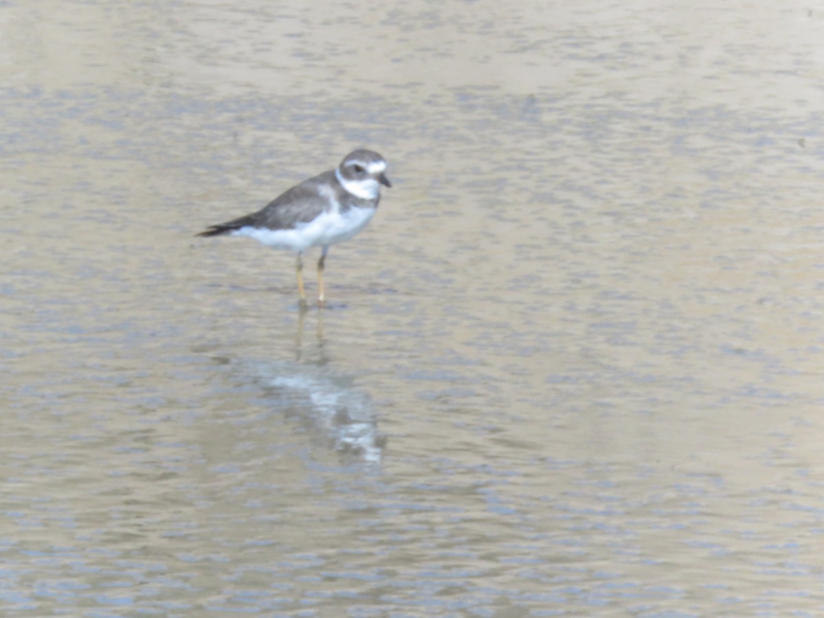 Semipalmated Plover - Diego Dos Anjos Souza