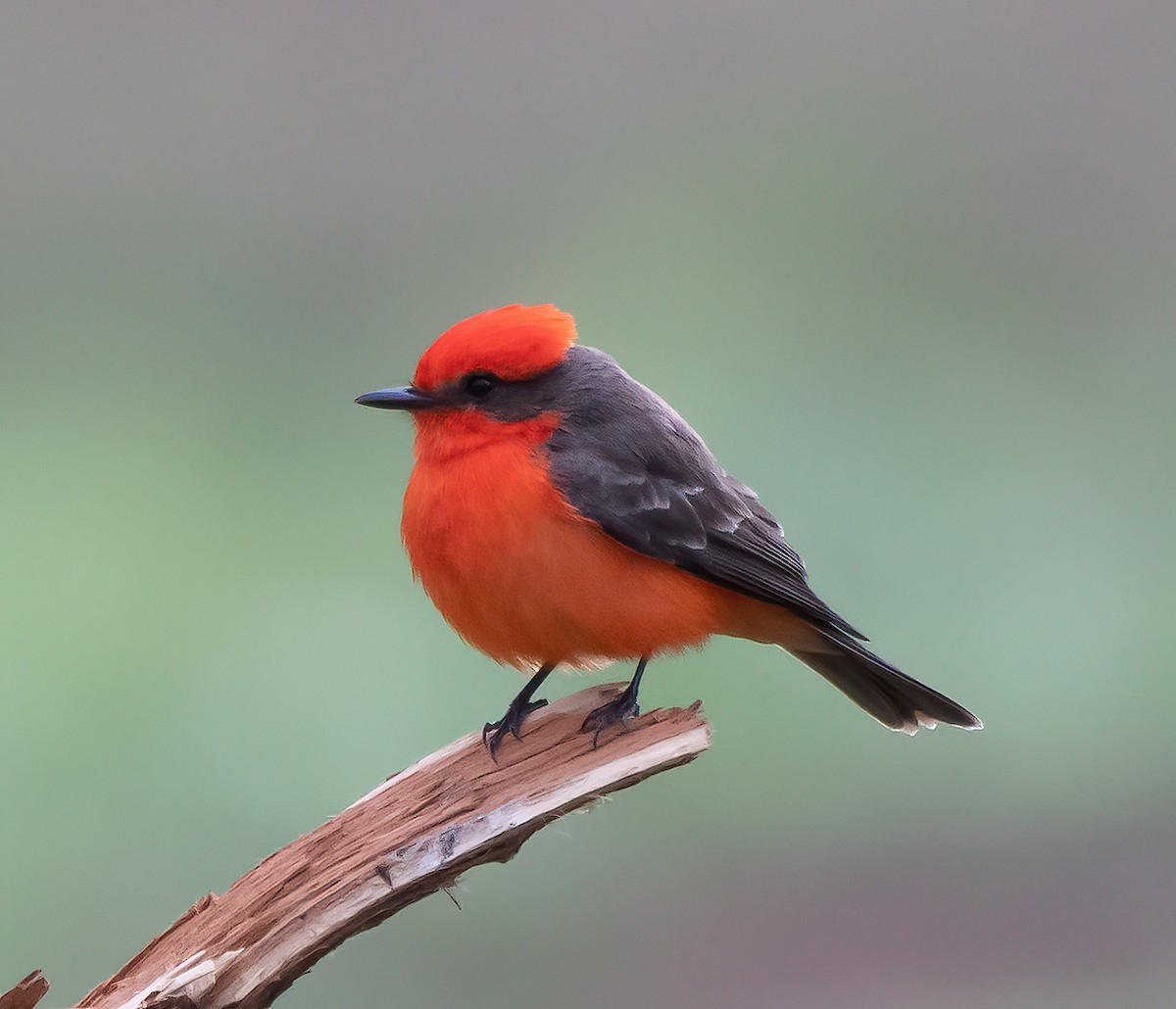 Vermilion Flycatcher - Gordon Karre