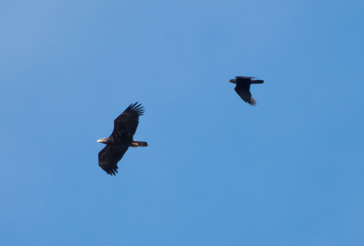 Bald Eagle - Gordon Karre