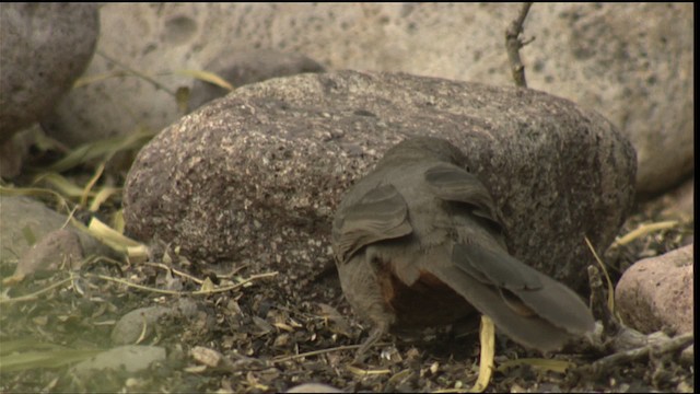 Crissal Thrasher - ML423290