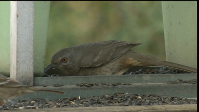 Curve-billed Thrasher - ML423291