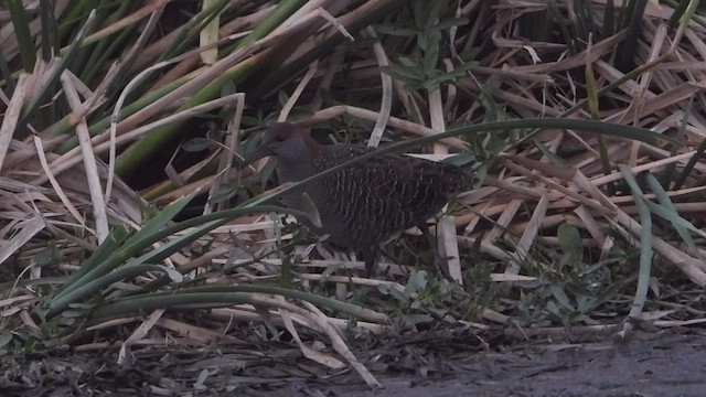 Slaty-breasted Rail - ML423291961