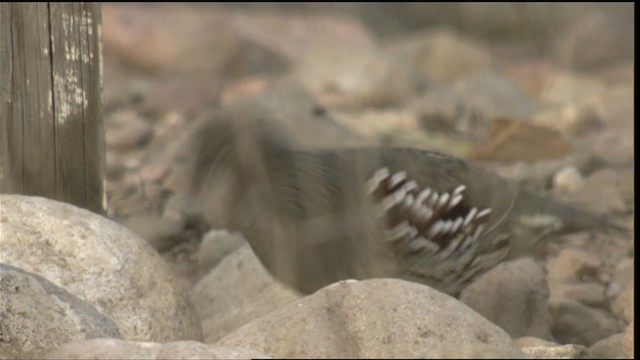 Gambel's Quail - ML423292