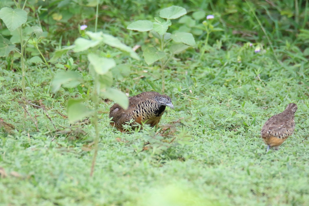 Barred Buttonquail - Ben Phongwitayanukrit