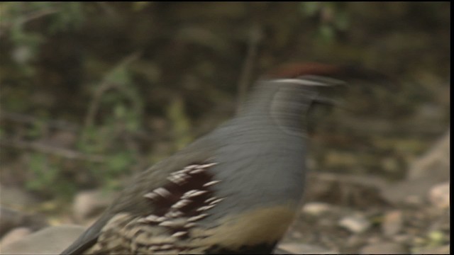 Gambel's Quail - ML423293