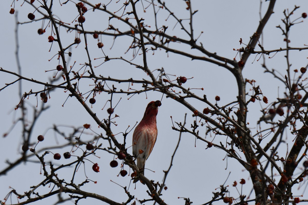 Purple Finch (Eastern) - ML423293661