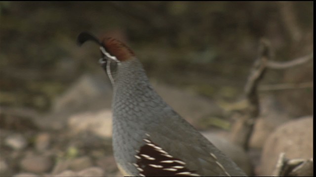 ズアカカンムリウズラ - ML423294