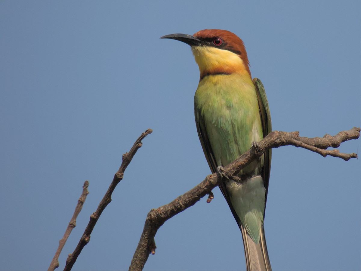 Chestnut-headed Bee-eater - ML423294331