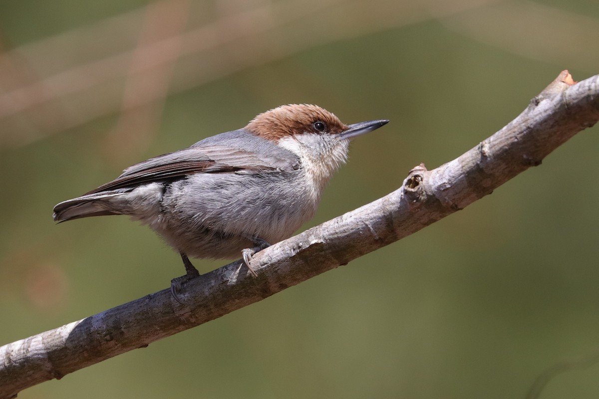 Brown-headed Nuthatch - ML423295131