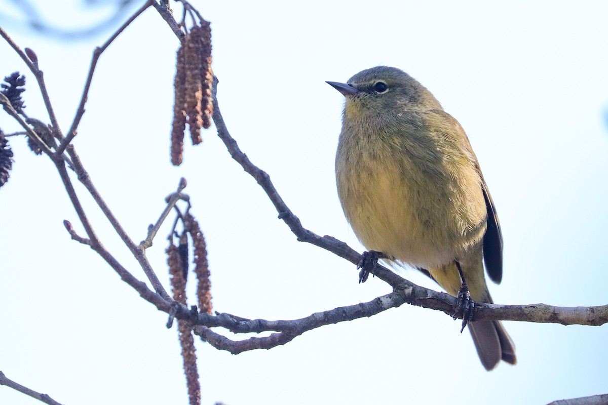 Orange-crowned Warbler - ML423295391