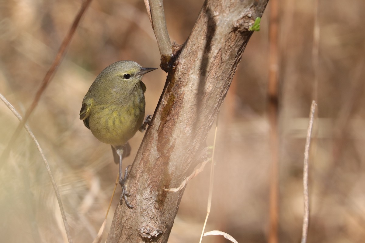 Orange-crowned Warbler - ML423295441