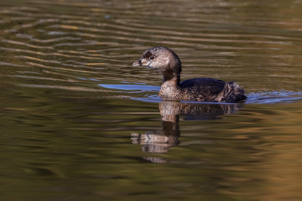 Pied-billed Grebe - ML423295521