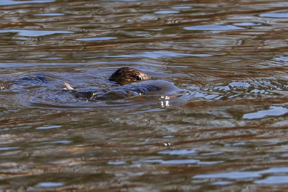 Pied-billed Grebe - ML423295531