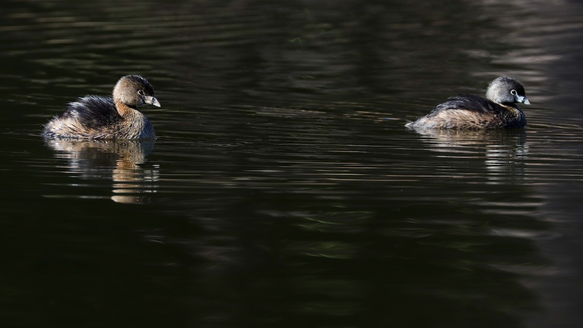 Pied-billed Grebe - ML423295561