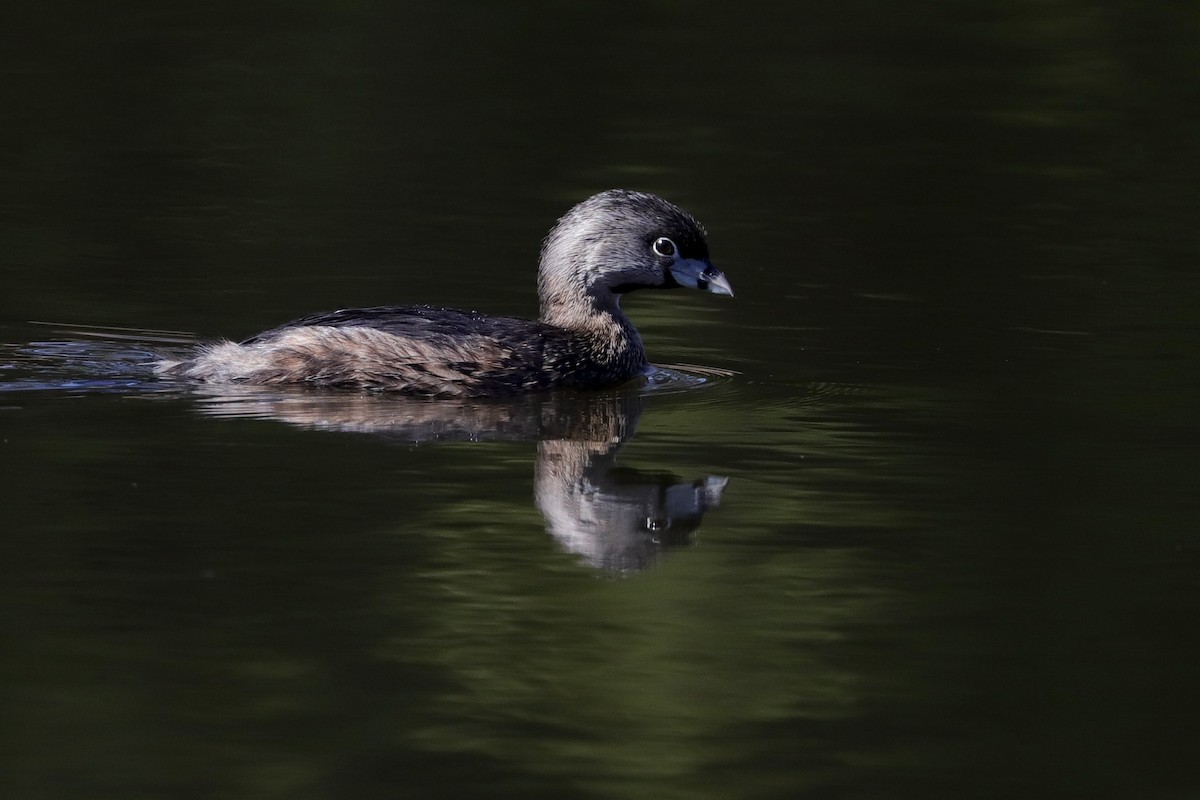 Pied-billed Grebe - ML423295641