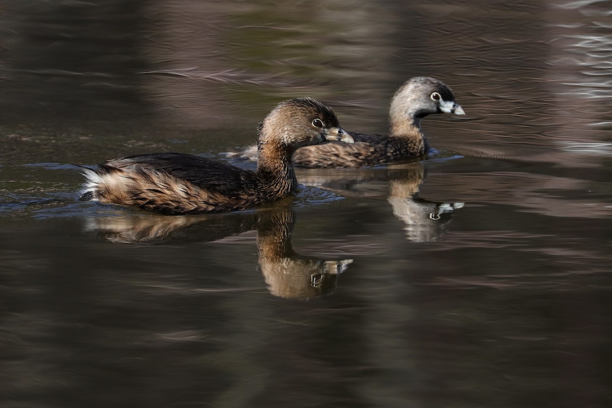 Pied-billed Grebe - ML423295681