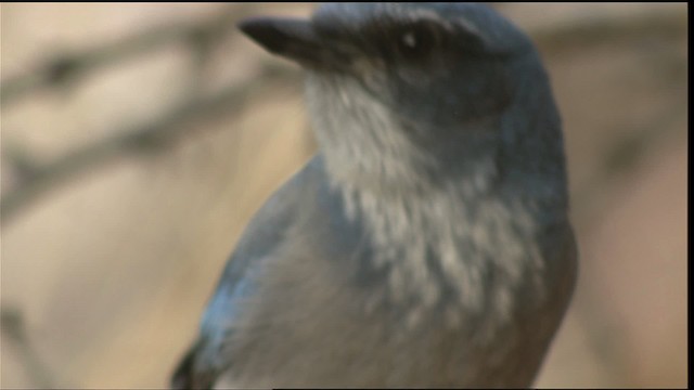 Woodhouse's Scrub-Jay (Woodhouse's) - ML423296