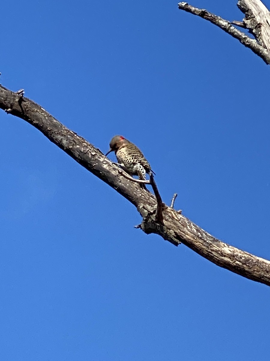 Northern Flicker - Brandon Ramsbottom