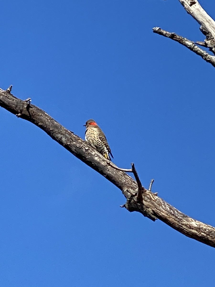 Northern Flicker - ML423296351