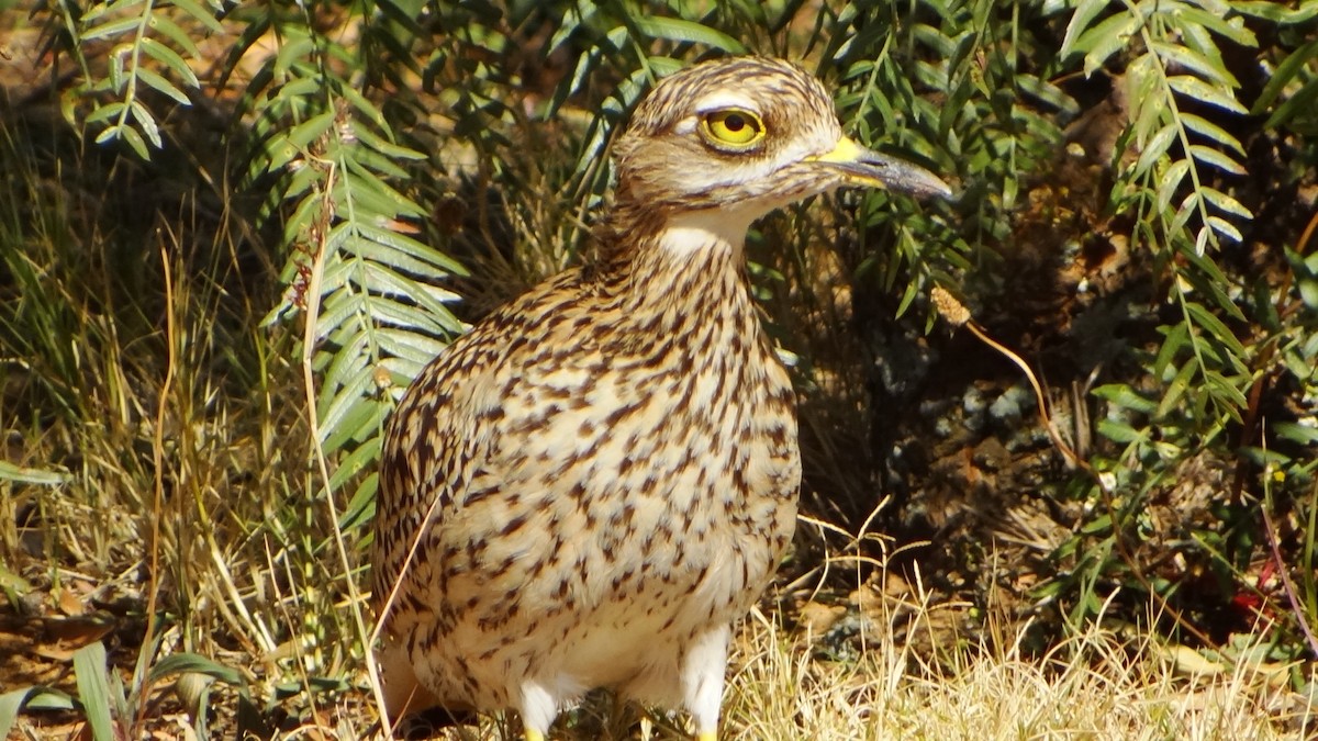 Spotted Thick-knee - ML42329681
