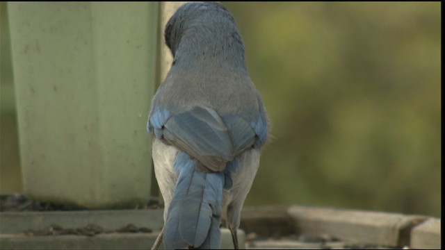 Woodhouse's Scrub-Jay (Woodhouse's) - ML423297